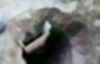 Demi Bebaskan Sang Anak, Ibu Ini Rela Gali Terowongan Hingga Tembus ke Dalam Penjara, Endingnya Bikin Tercengang