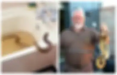 Ular Kobra Sepanjang 1,8 Meter Membuat Sang Istri Histeris di Kamar Mandi, Berawal dari Niat Baik Sang Suami: '32 tahun Pernikahan Bisa dalam Masalah!'