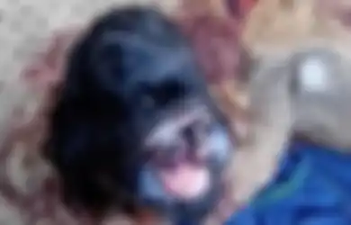 Lahir dengan Mata di Mulut dan Tak Punya Hidung, Kambing Ini Disembah Bagai Dewa
