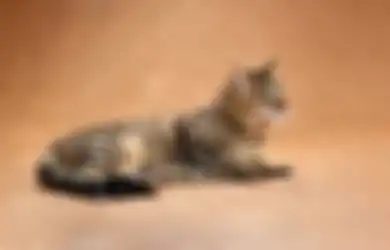 Ketawa Sambil Rekam Pakai Kamera, Komplotan Remaja Ini Sengaja Lepas Anjing Pemburu untuk Siksa Kucing Peliharaan hingga Tewas, si Pemilik Naik Pitam Ancam Para Pelaku Bakal Dipolisikan
