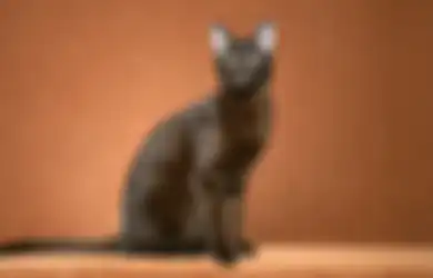Nggak Cuma Minta Makan, Ini Beberapa Alasan Kucing Suka Ngikutin Kita