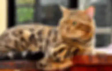 Pecinta Kucing Musti Tau, Kalo Ada 8 Ras Kucing di Dunia yang Bikin Gemes
