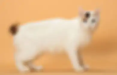 Lebih Susah Dilatih daripada Anjing, Ini 4 Cara yang Bisa Dicoba biar Kucing Kalian Nurut