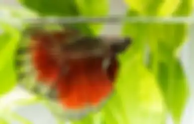 Kocak! Video Ikan Cupang Masuk IGD dan Pakai Alat Bantu Pernapasan Viral di TikTok
