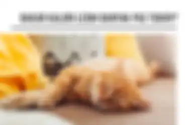 Tidur Justru Bisa Lebih Banyak Bakar Kalori Lho! Kok Bisa Ya?