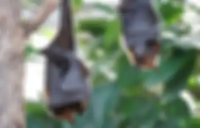 Covid-19 Belum Berakhir, Ancaman Pandemi Virus Nipah Sudah Menanti Dunia, Digadang-gadang Lebih Berbahaya dan Mematikan