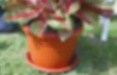 Ketahui Asal Muasal Tanaman Aglaonema, Tanaman yang Selalu Naik Daun!