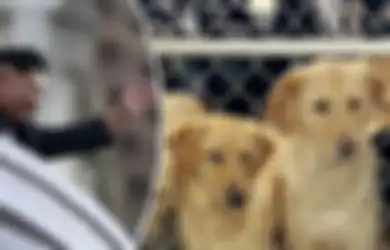 Sebegini Mati-matian Perangi Tren Ideologi Borjuis, Kim Jong Un Perintahkan Berangus Anjing Peliharaan dan Mengirimnya ke Restoran untuk Dimasak
