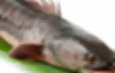 Dipandang Sebelah Mata, Ikan Jenis Ini Ternyata Dijual Mahal hingga Jadi Buruan Luar Negeri Karena Bisa Sembuhkan Penyakit Mematikan Ini