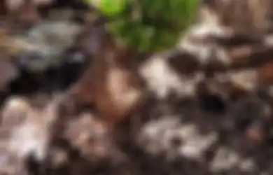 Pisang Ajaib, Berbuah 12 Tandan hingga Tanpa Daun dan Batang: Keajaiban Itu Berkat dari Tuhan