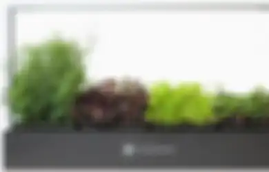 Tanam Microgreen di Lahan Kecil, Saat Panen Jadi Obat 4 Penyakit Kritis Ini