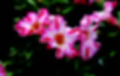 Ingin Taman Berhias Bunga Aneka Warna? Ini 5 Pilihan Utamanya!