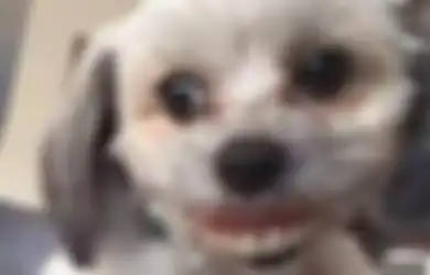 Tiba-tiba Anjing Peliharaan Ini Menyeringai dengan Gigi Seperti Manusia, Ternyata Ada Kejadian Tak Terduga di Balik Penampilan 'Aneh' Hewan Menggemaskan Ini