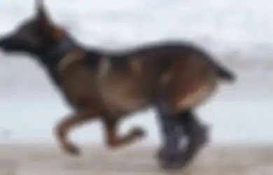 Terkena Tembakan hingga Salah Satu Kakinya Diamputasi, Anjing Militer yang Selamatkan Pasukan Inggris dari Al Qaeda Terima Penghargaan Tertinggi