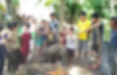 Heboh, Babi Hutan 'Menangis' Ini Maunya Makan Nasi dan Susu, Bahkan Tak Mau Tidur Tanpa Bantal dan Selimut, Jadi Tontonan Warga!