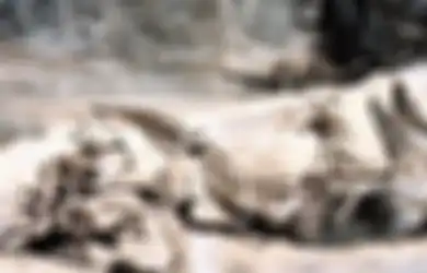 Kisah Keganasan 'Bujang Senang,' Buaya Raksasa yang Disebut-sebut Seukuran Bus dan Hanya Nasehat Dukun 'dengan Paku' Ini yang Mampu Membunuhnya
