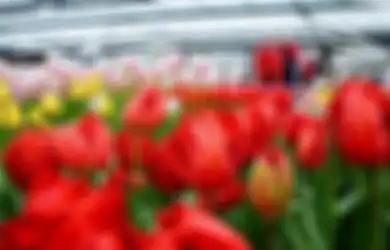 Pecinta Bunga, Begini Cara Menikmati Tulip Mekar di Keukenhof Saat Pandemi