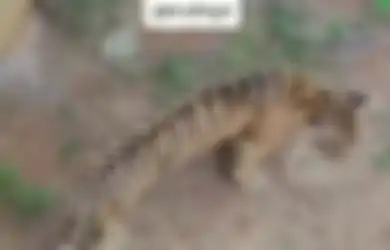 Tertangkap Kamera Video Hingga Bikin Gempar, Ternyata Harimau Kurus Ini Malah Simpan Fakta yang Tak Terduga, Begini Penjelasannya
