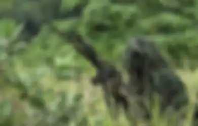 Tubuh Berdarah-darah Menahan Luka, Kopassus Ini Nekat 5 Hari Terbaring Pura-pura Mati di Tumpukan Jenazah demi Kelabuhi Musuhnya