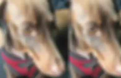 Bukti Kesetiaan Anjing, Rela Tempuh Perjalanan Sejauh 16.000 Km untuk Kembali Bertemu Pemiliknya