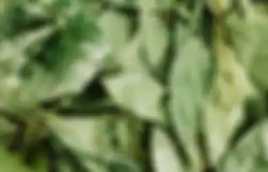 Tak Terduga, Bakar Daun Salam dalam Ruangan Bisa Beri Khasiat Ajaib untuk Tubuh, Ini Manfaatnya