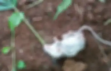 Sampai Harus Direhabilitasi Selama 6 Hari, Tikus Ini Alami Kecanduan Parah Setelah Tak Sengaja Makan Daun Ganja, Lihat Foto Mengenaskannya saat Pertama Kali Ditemukan