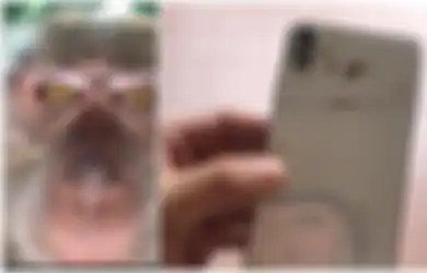 Monyet Ini Kegep Nyolong Hape Setelah Pas Lihat Gallery Ada Selfie-nya