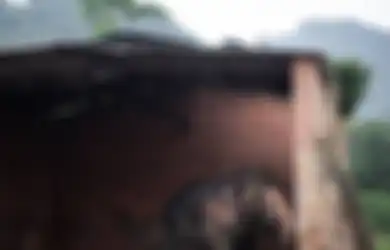'Gajah Paling Kesepian di Dunia' Akhirnya Dibebaskan Setelah 35 Tahun 'Dianiaya' di Kebun Binatang Sampai Stres, Begini Kondisinya Sekarang
