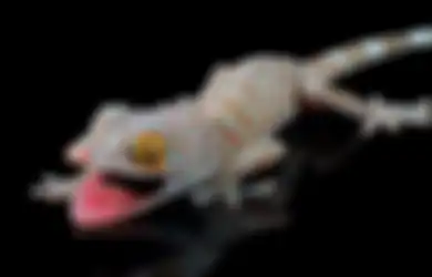 Sering Nemuin Tokek di Rumah, Ini 4 Cara untuk Mengusirnya