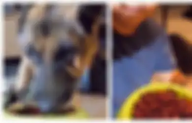 Demi Konten! Anjing Ini Nangis Dipaksa Pemiliknya Ikutan Challenge Makan Pedes