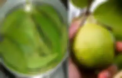 Satu Indonesia Nyesel Baru Tahu, Rebusan Daun Jambu Biji Ternyata Punya Segudang Manfaat untuk Kesehatan, Salah Satunya Turunkan Kolesterol Jahat