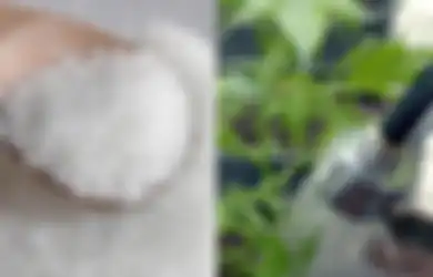 Sempat Viral Tanaman yang Disiram Air Micin Bisa Subur dan Hijau, Ahli Bongkar Fakta yang Sebenarnya!