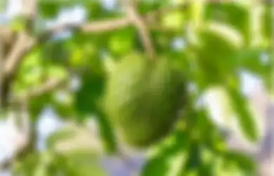 Di Balik Rasanya yang Manis, Siapa Sangka Buah Ini Ternyata Punya Manfaatnya yang Luar Biasanya, Salah Satunya Bisa Membunuh Sel Kanker Payudara