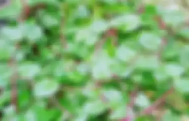 Jangan Tunggu Sampai Cuci Darah, Obati Gagal Ginjal Sekarang dengan Daun Binahong, Begini Resep Ampuhnya yang Gampang Banget Dibuat di Rumah!
