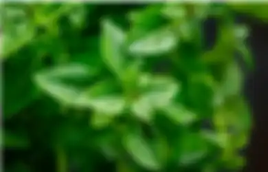 Tak Hanya Nikmat Dijadikan Lalapan, Ternyata Makan Daun Kemangi Mentah Baik untuk Kesehatan Organ Kewanitaan, Obati Keputihan hingga Cegah Menopouse Dini