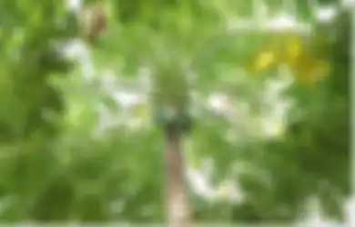 Tak Banyak Digemari karena Rasanya yang Pahit, Ternyata Ramuan Jus Daun Pepaya Khasiatnya Gak Kaleng-kaleng, Bisa Membuat Kulit Wajah Cerah dan Terlihat Awet Muda hingga Sembuhkan Sederet Penyakit Ini