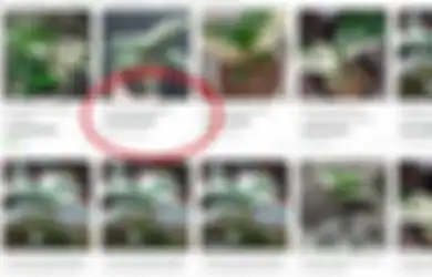 Waspada Jadi Incaran Maling Layaknya Aglaonema, Tanaman Janda Bolong Kini Sentuh Harga Rp 100 Juta Per Pohon, Dulu Hanya Tanaman Liar, Pedagang Bongkar Budaya Latah yang Buat Mahal
