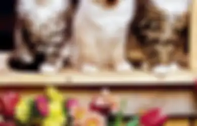 Kucing Suka Kotori Taman Atau Halaman Rumah? Terungkap Trik Mengatasinya, ‘Anabul’ Tak Akan Berani Masuk Lagi!
