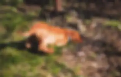 Dikubur Hidup-hidup sang Majikan, Anjing Ini Sempat Disuntik Mati Namun Akhirnya 'Bangkit' Lagi, Begini Kisahnya yang Viral!