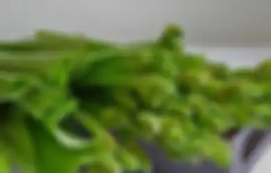 Tak Main-main, Ternyata Manfaat Daun Genjer Bisa Bikin Panjang Umur