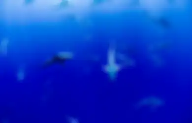 Demi Akhiri Virus Corona, 500 Ribu Ikan Hiu Terancam Punah karena Kandungan Vaksin Covid-19