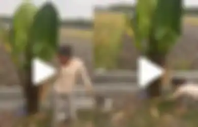 Rela Keluar Masuk Hutan hingga Curi Punya Tetangga, Tanaman Keladi Ini Jadi 'Biang Keroknya' Lantaran Harganya Melonjak Capai Jutaan!