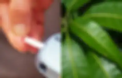 Kabar Baik untuk Penderita Diabetes, Coba Minum Air Rebusan Daun Mangga Setiap Hari, Rasakan hal Menakjubkan Ini