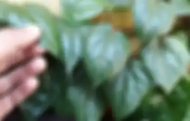 5 Manfaat Ajaib Air Rebusan Daun Sirih, Mulai dari Redakan Asma Hingga Jadi Hand Sanitizer Alami