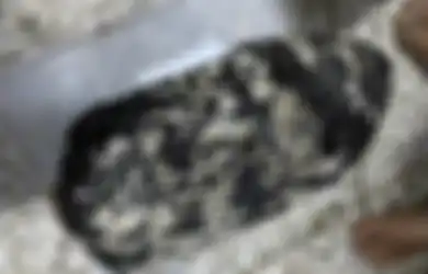Ditemukan Dengan Cara Tak Terduga Batu Burik Berwarna Hitam Ini Ternyata Berharga Rp3 Miliar, Ilmuwan Menyebutnya Emas Mengambang, Ini Kelebihannya!
