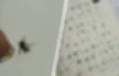 Aneh! Cewek Ini Viral Lantaran Koleksi Nyamuk Mati yang Pernah Ditangkap, Apa Tujuannya?