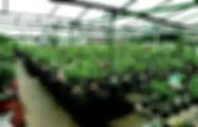 Berkebun untuk Hobi sekaligus Bisnis Salon Adenium, Apa Modalnya?