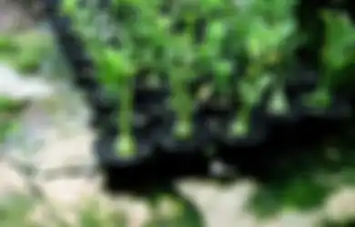 Pembibitan Tanaman Adenium jadi Bisnis Menarik? Cari Tahu di Sini!