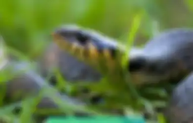 Bukan Garam tapi Bau-bauan Ini yang Dapat Cegah Ular Masuk Rumah