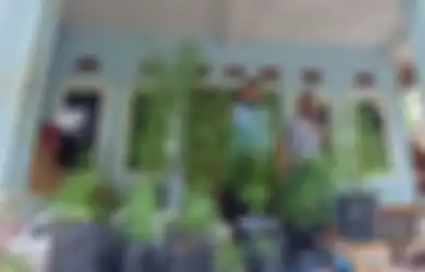 Diciduk Polisi, Pria Ini Budidayakan Tanaman Ganja dalam Polybag di Rumahnya, Berdalih untuk Penelitian Pupuk Organik